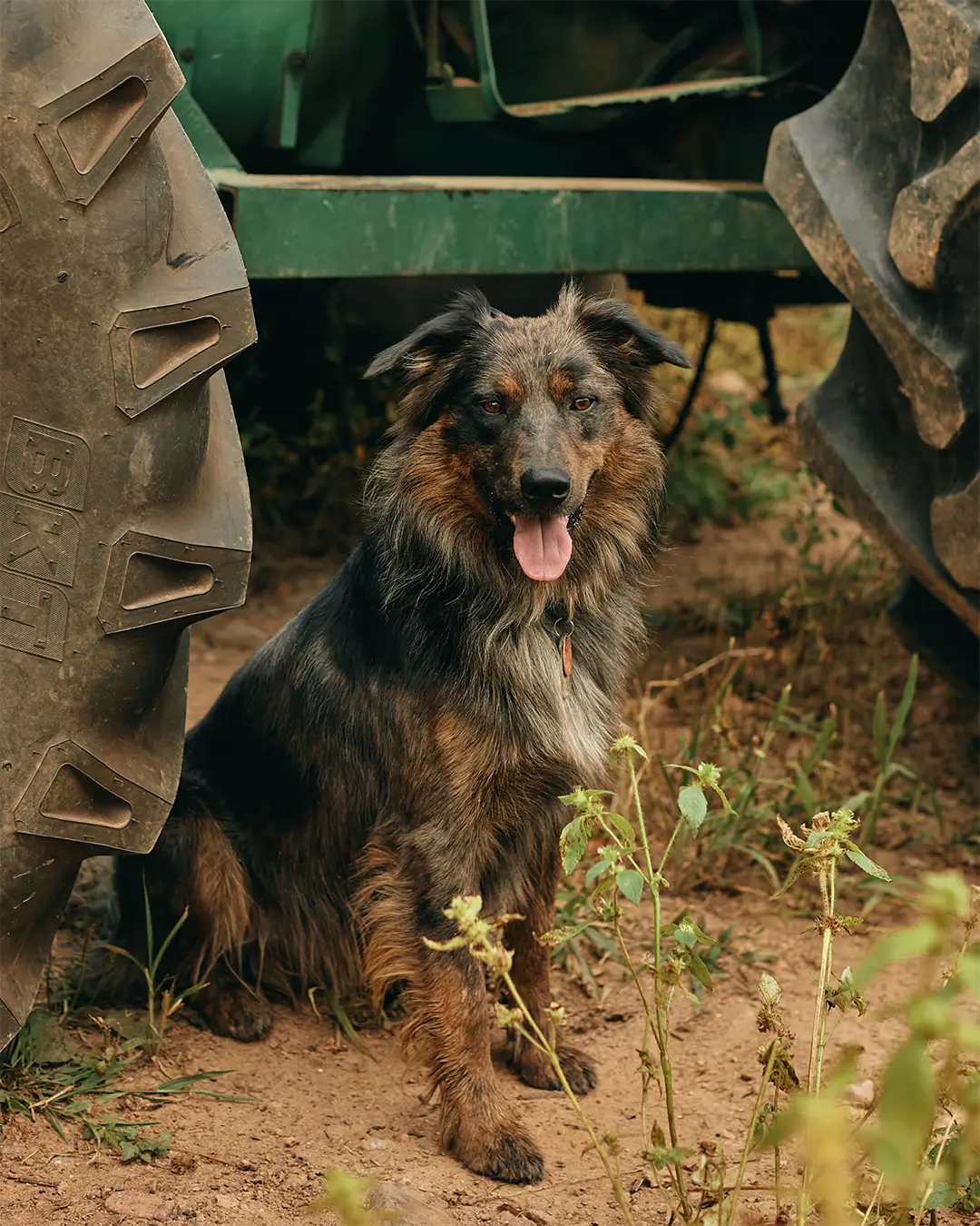 Dog on Tractor